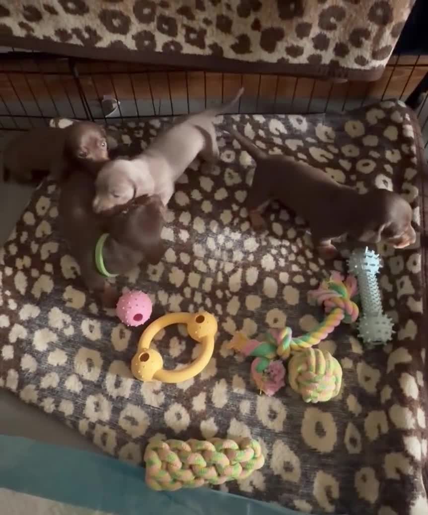 Dachshund dogs for sale: Standard/miniature dachshund puppies in Ware - Video 2