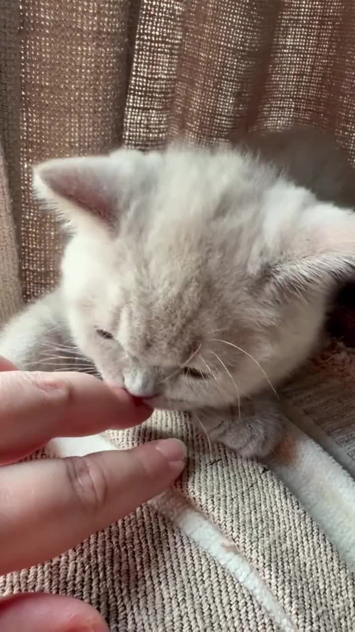 British Shorthair cats for sale: Two adorable boys British Shorthair - Video 5