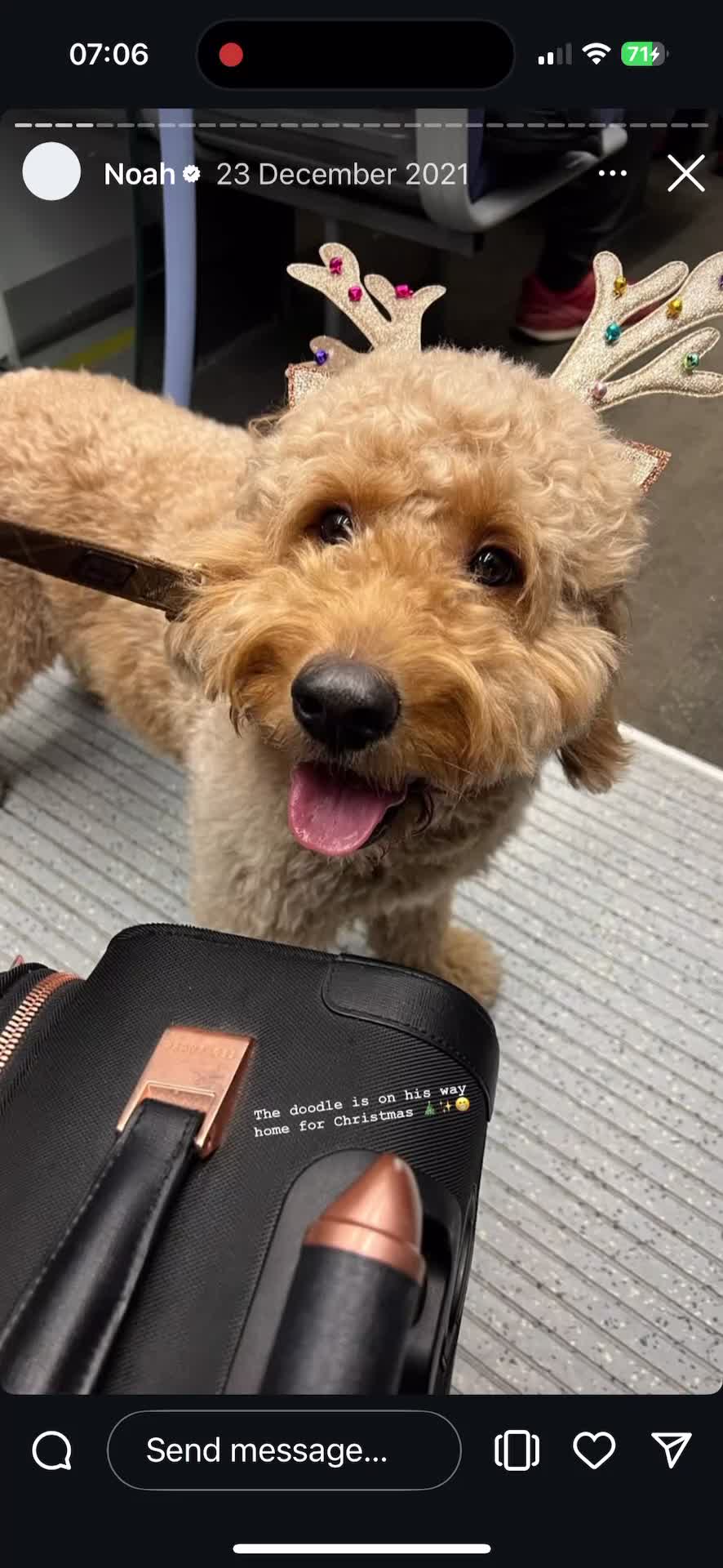 Goldendoodle dogs for sale: GOLDENDOODLE WITH A DIFFERENCE - Video 2