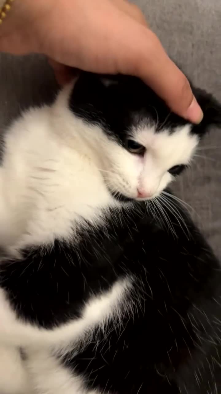 Mixed Breed cats for sale: 5 Beautiful Mixed Breed Kittens 🐾 - Video 1