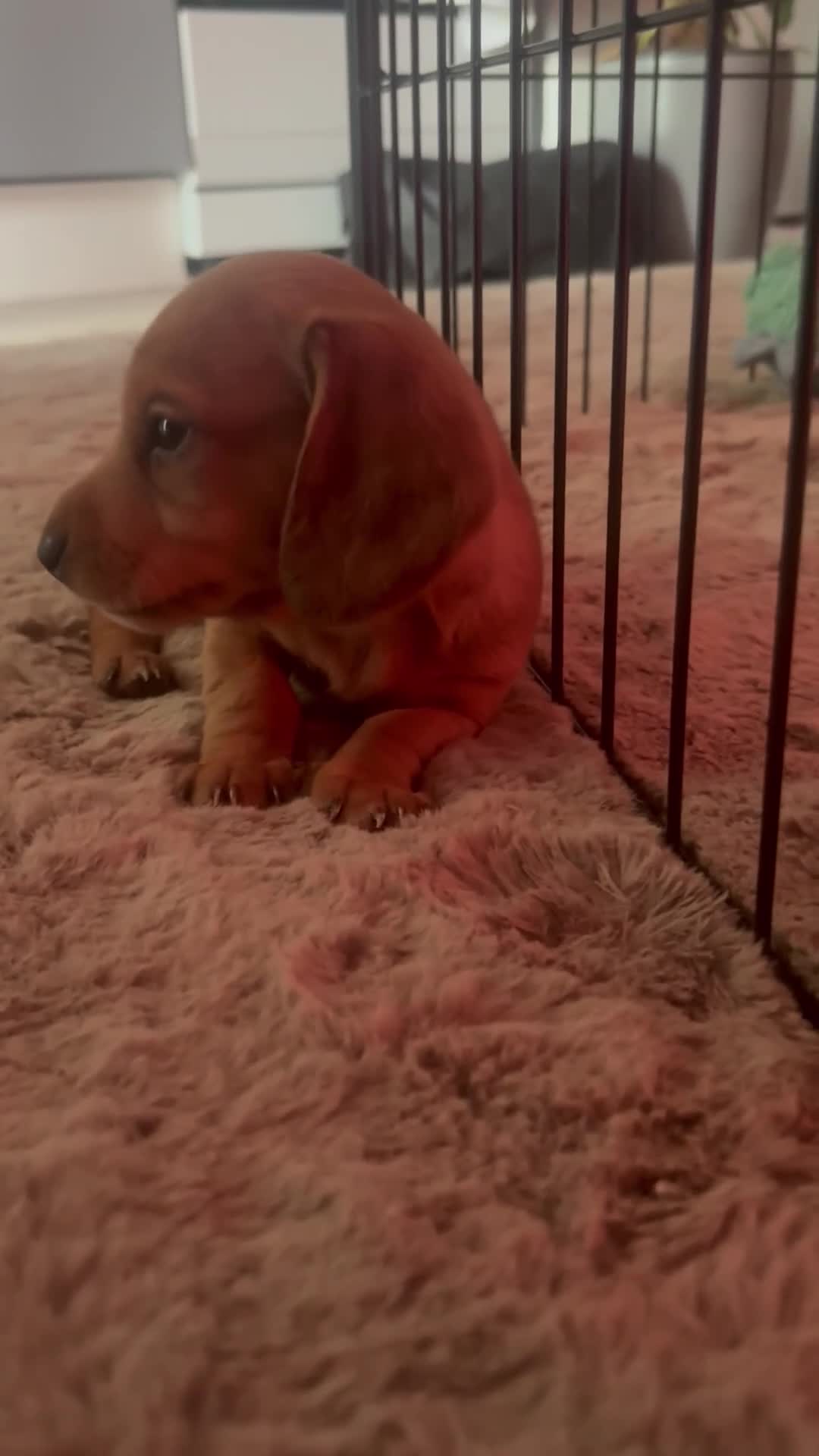 Miniature Dachshund dogs for sale: 4 Beautiful Miniature Dachshunds ❤️ in Haywards Heath - Video 4