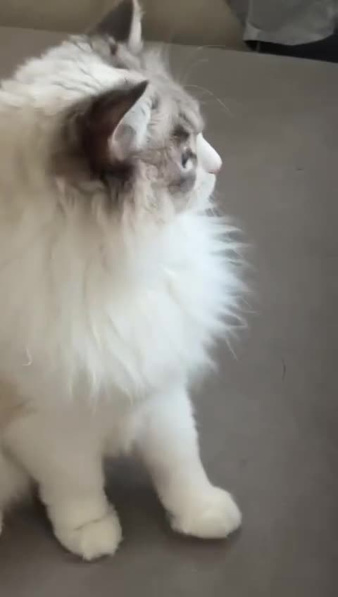 Ragdoll cats for sale: Beautiful ragdoll for Rehome  - Video 1