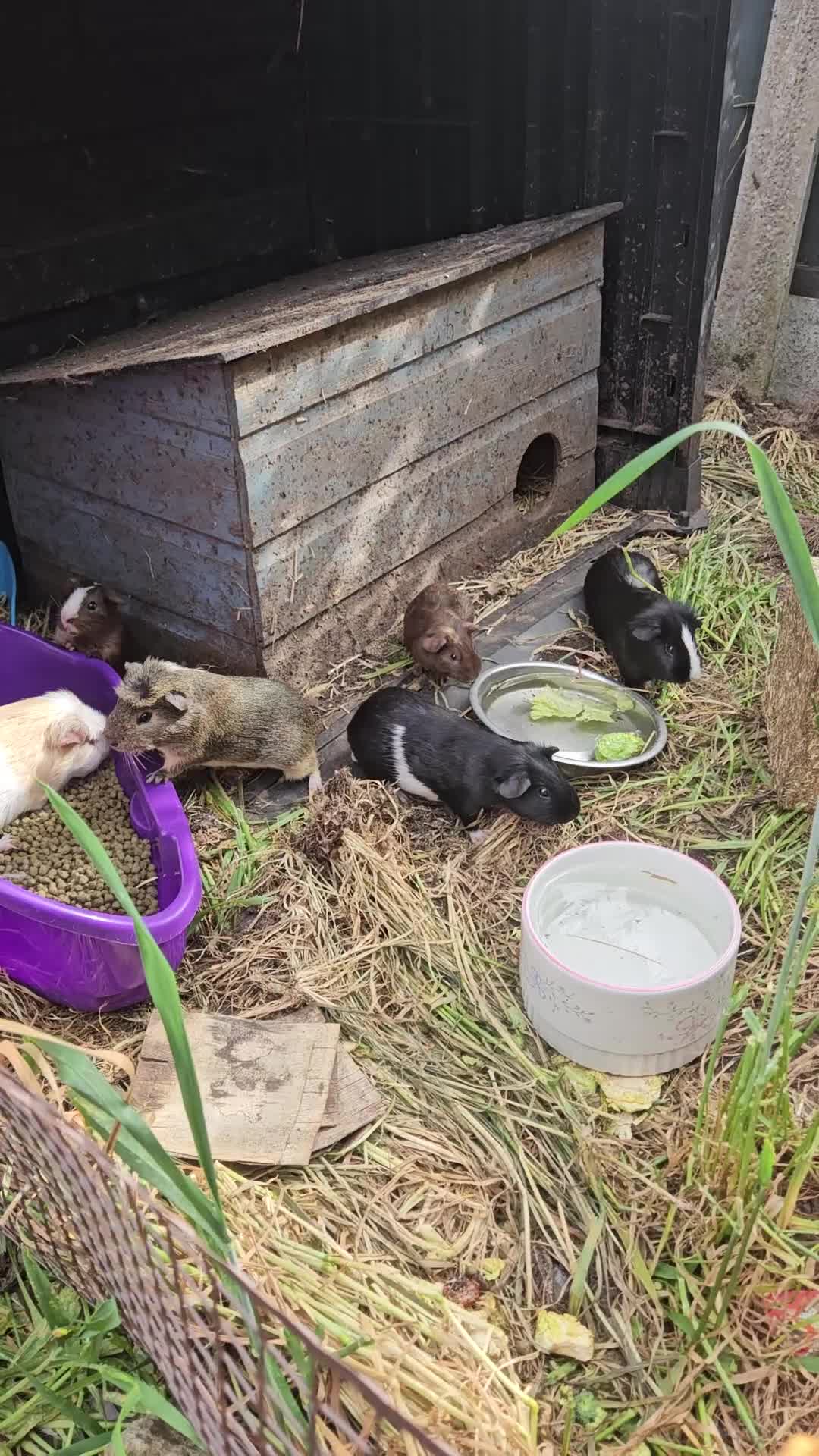 Guinea Pig rodents for sale: 8 male guinea pigs  - Video 1