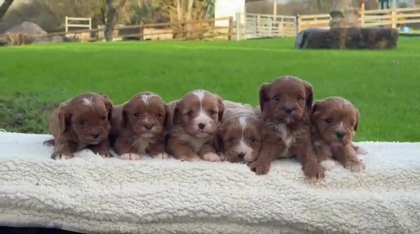 Cavapoo dogs for sale: Cavapoo Puppies - Video 2