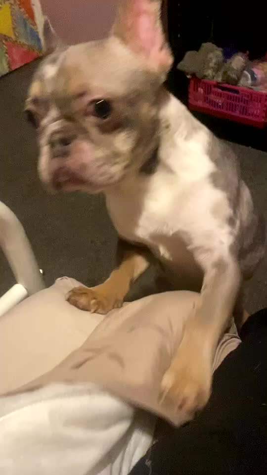 French Bulldog dogs for sale: french bulldog  - Video 1