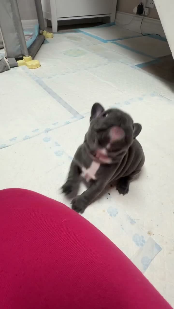 French Bulldog dogs for sale: Beautiful Blue French Bulldog Girl – Ready now - Video 1