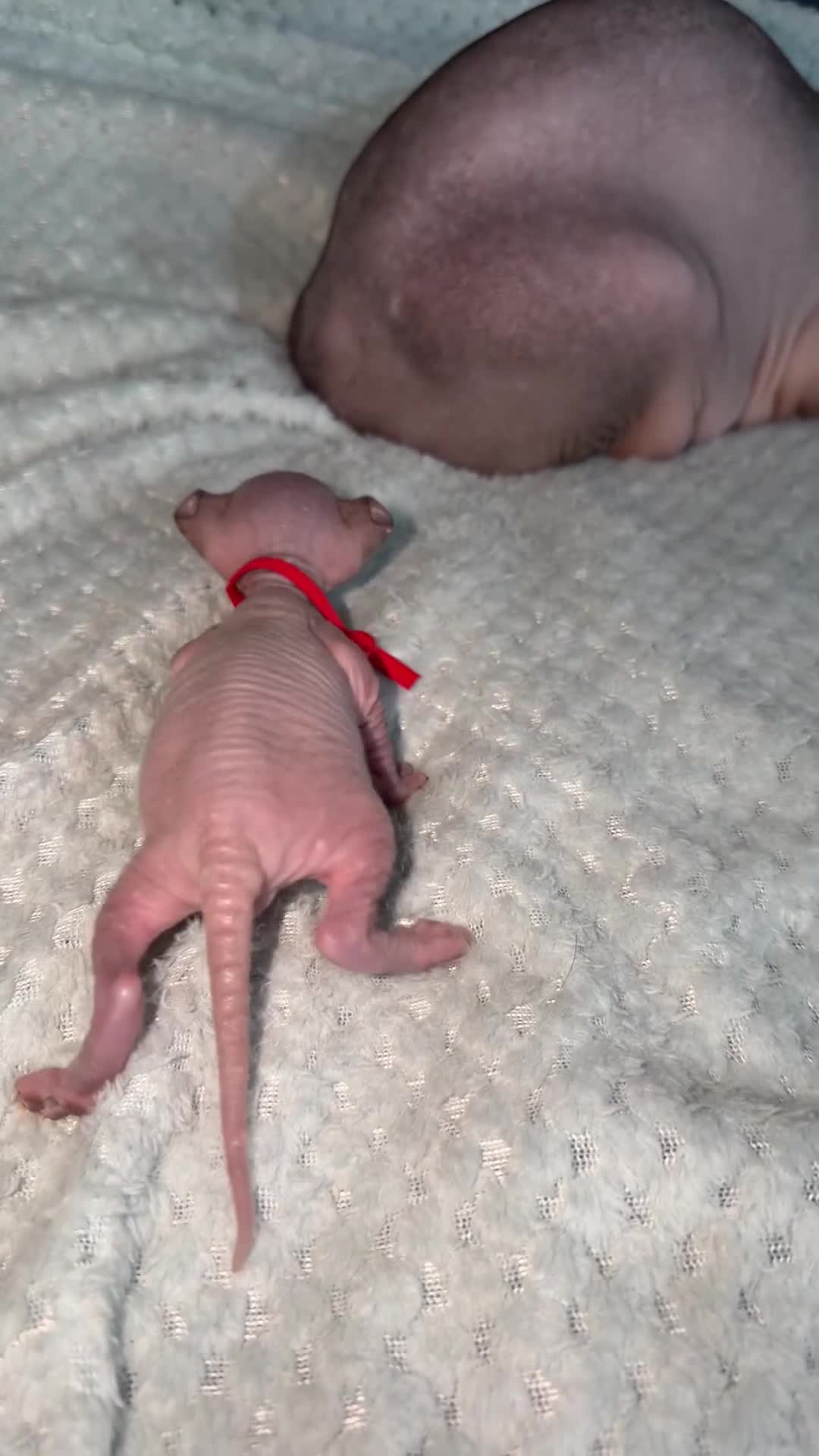 Sphynx cats for sale: ✨ Stunning 3 Elf Sphynx Kittens and one streight  - Video 2