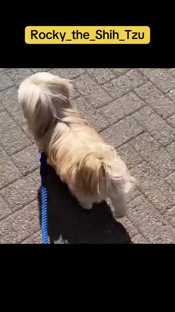 Shih Tzu dogs for stud: STUD Rocky 2.8kg Imperial Shih Tzu  in Glasgow - Video 2