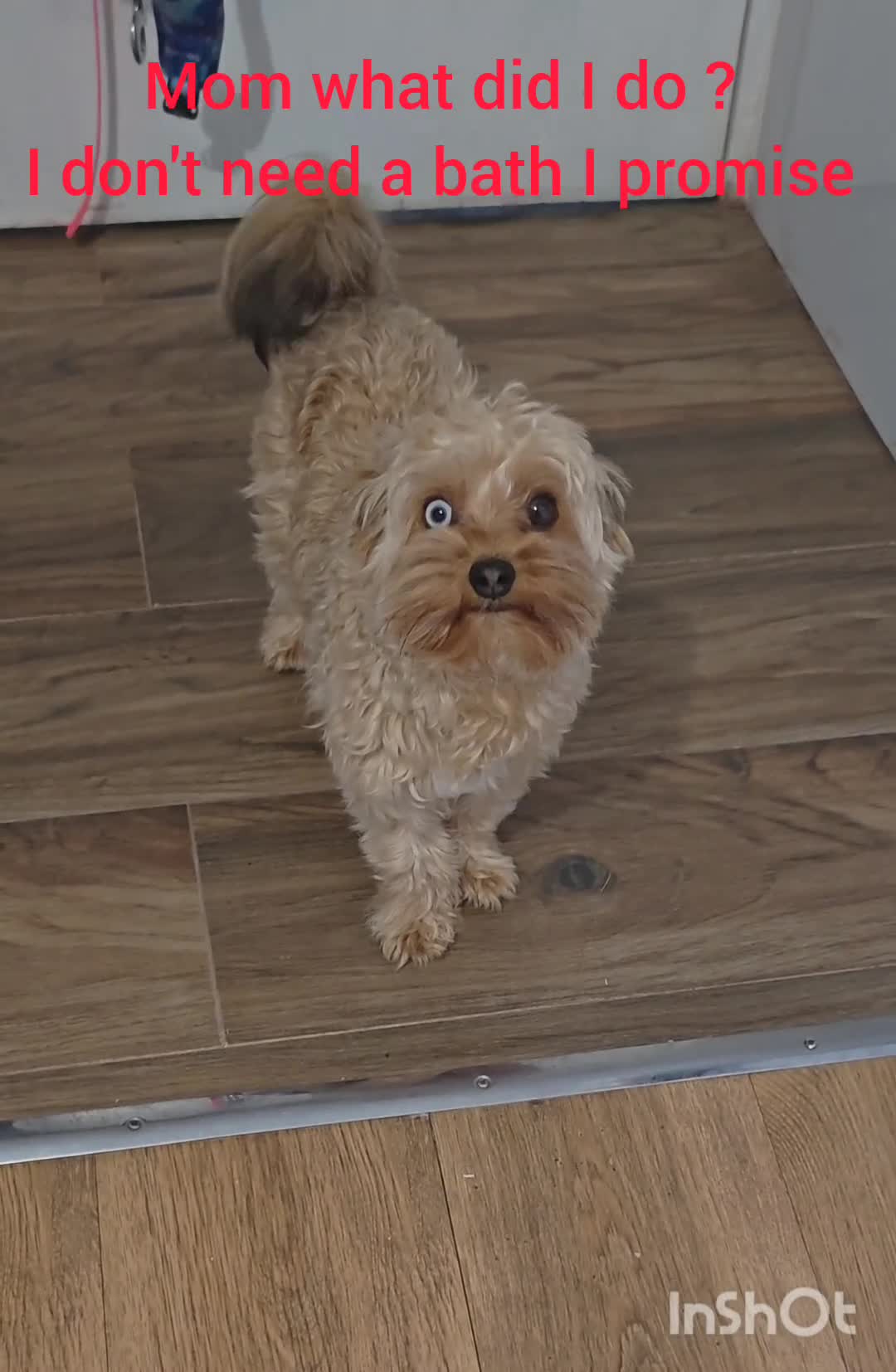 Yorkshire Terrier dogs for stud: Red Merle Yorkshire Terrier for Stud - Video 1