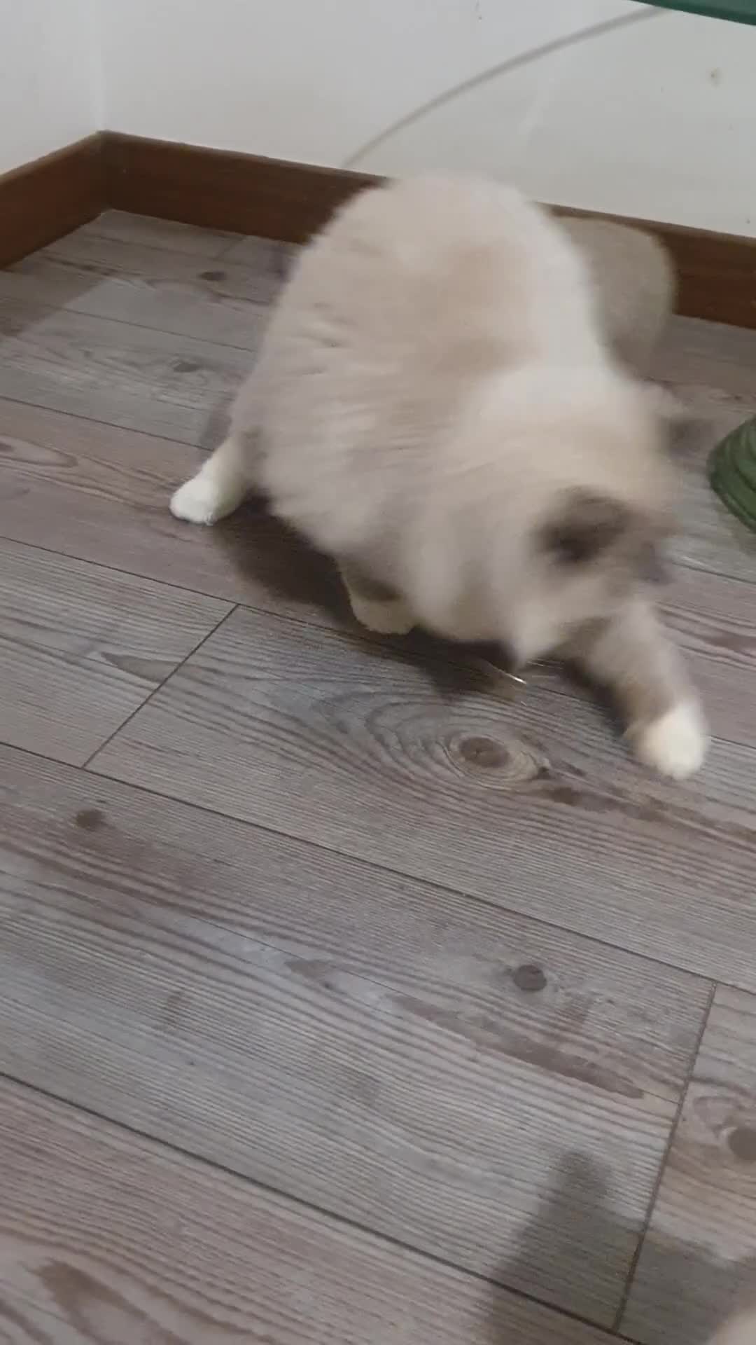 Ragdoll cats for sale: 6.5Months RagdollBoys - Video 3