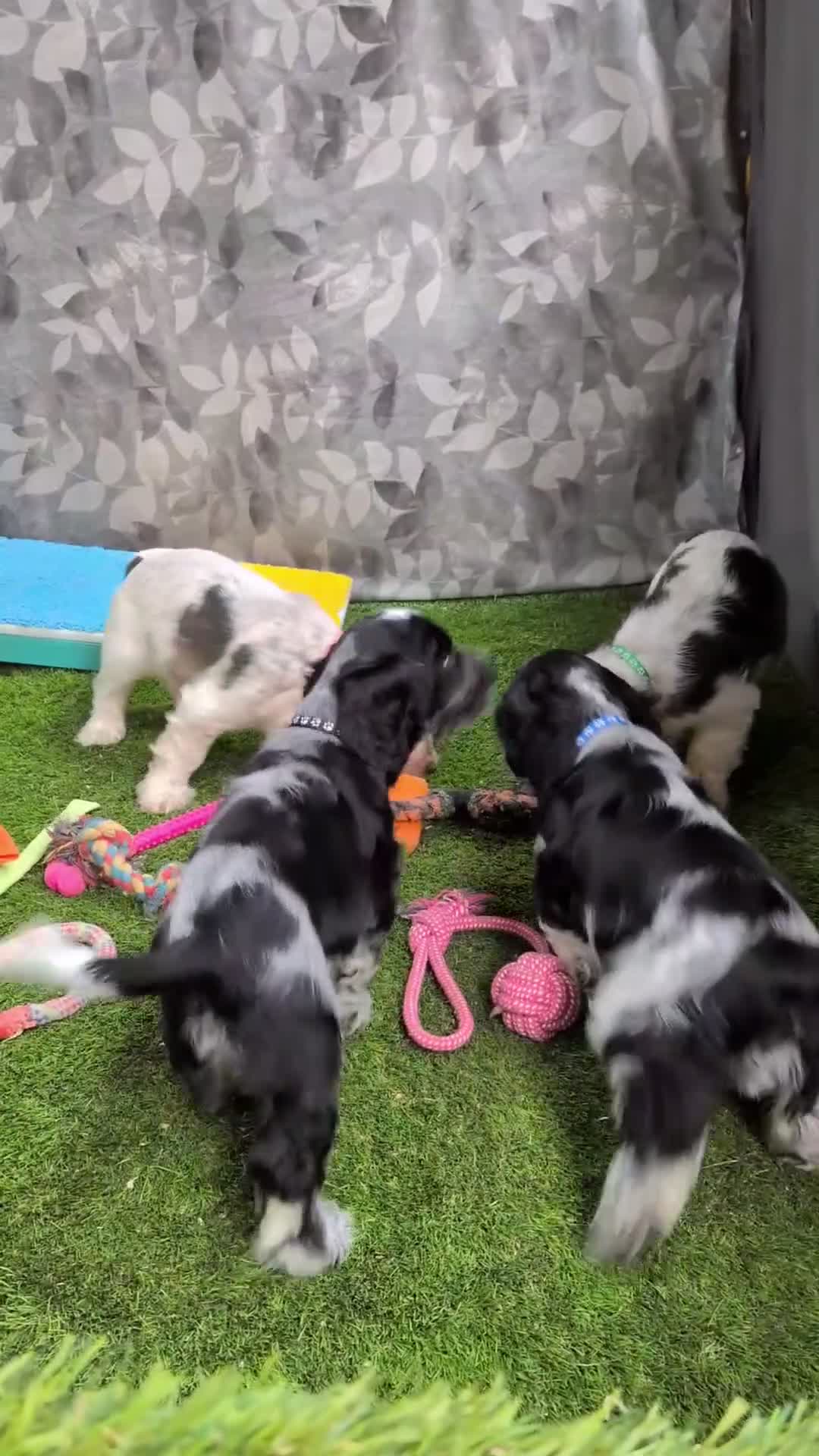 Cocker Spaniel dogs for sale: Very Special Show Cocker Spaniel Puppies - Video 1