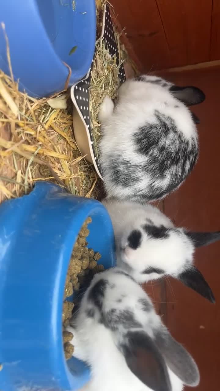Mixed Breed rabbits for sale: 4 baby rabbits  - Video 1