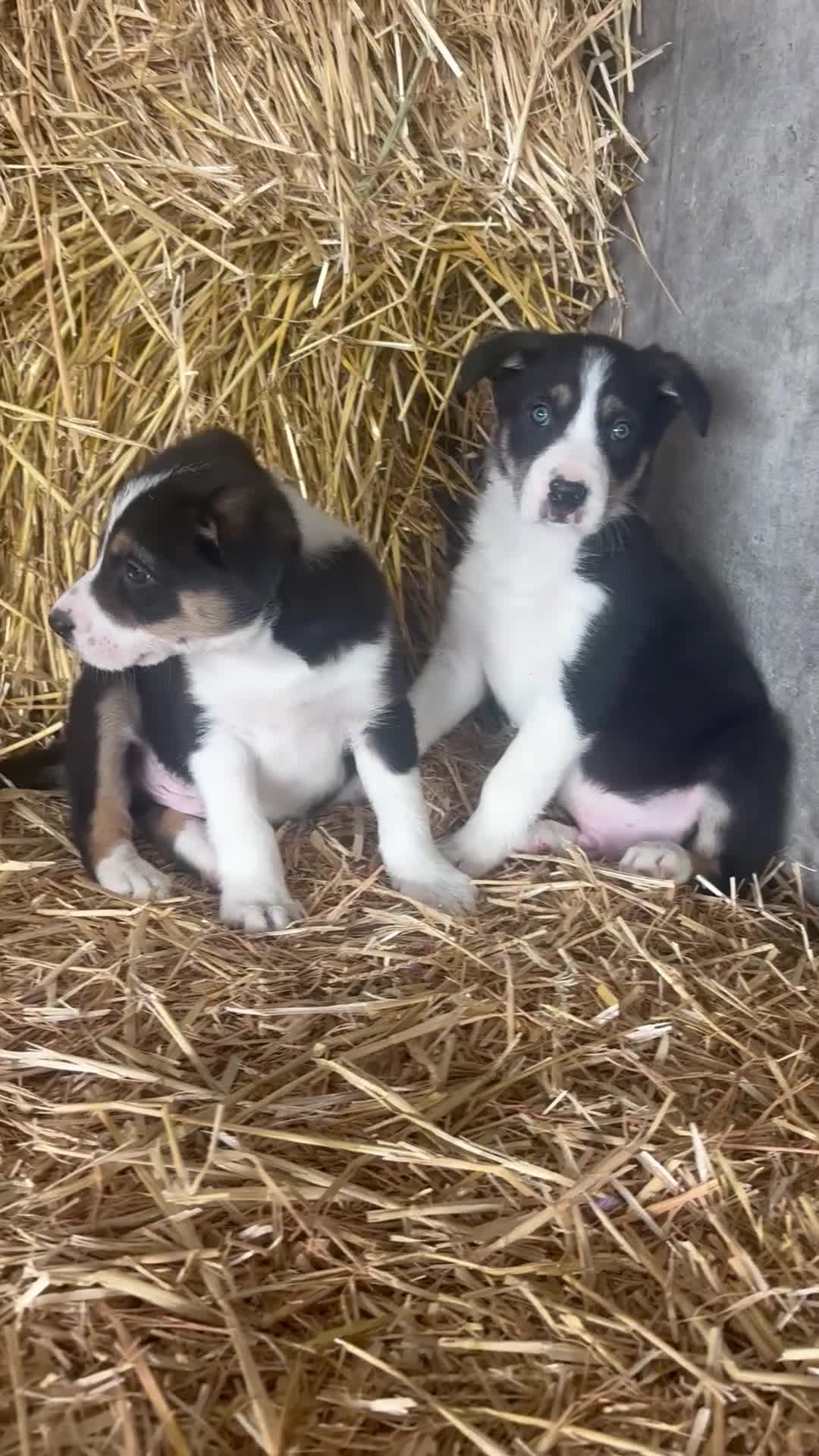 Border Collie dogs for sale: Border Collies Tri Coloured - Video 1