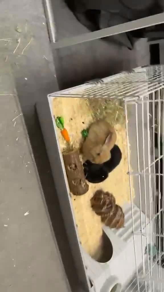 Mini Lop rabbits for sale: 2 mini lops for sale  - Video 2