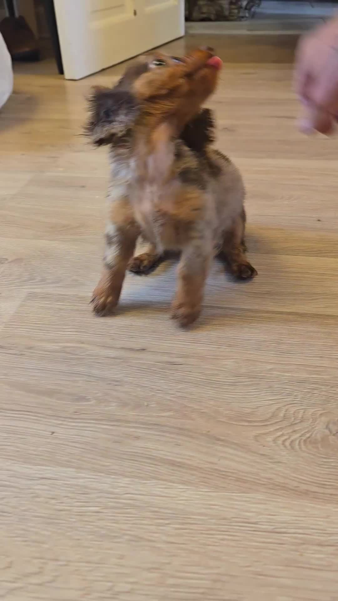 Miniature Dachshund dogs for sale: REDUCED last boy longhair  - Video 1