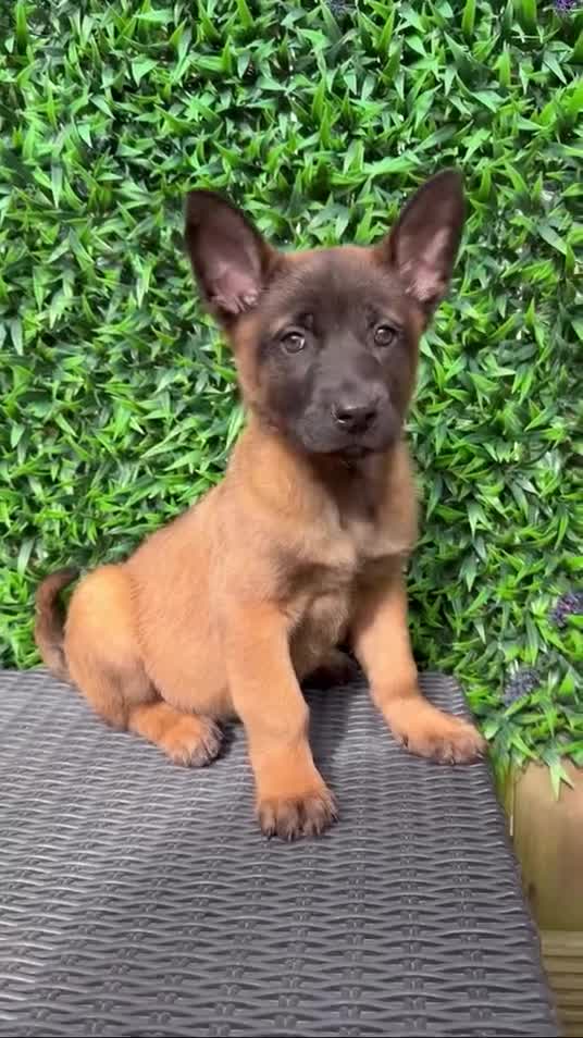 Belgian Shepherd Dog dogs for sale: Lovely well natured girl  - Video 1