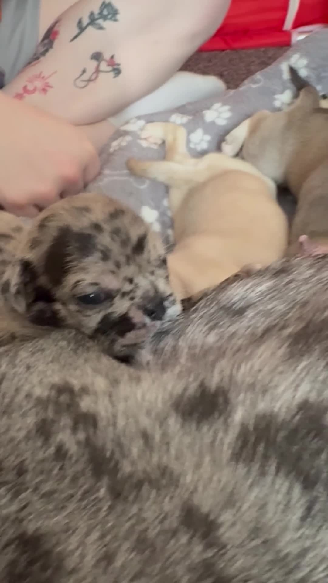 Frug dogs for sale: 🐶 Pug/French bulldog puppies 🐶 Rare markings - Video 2