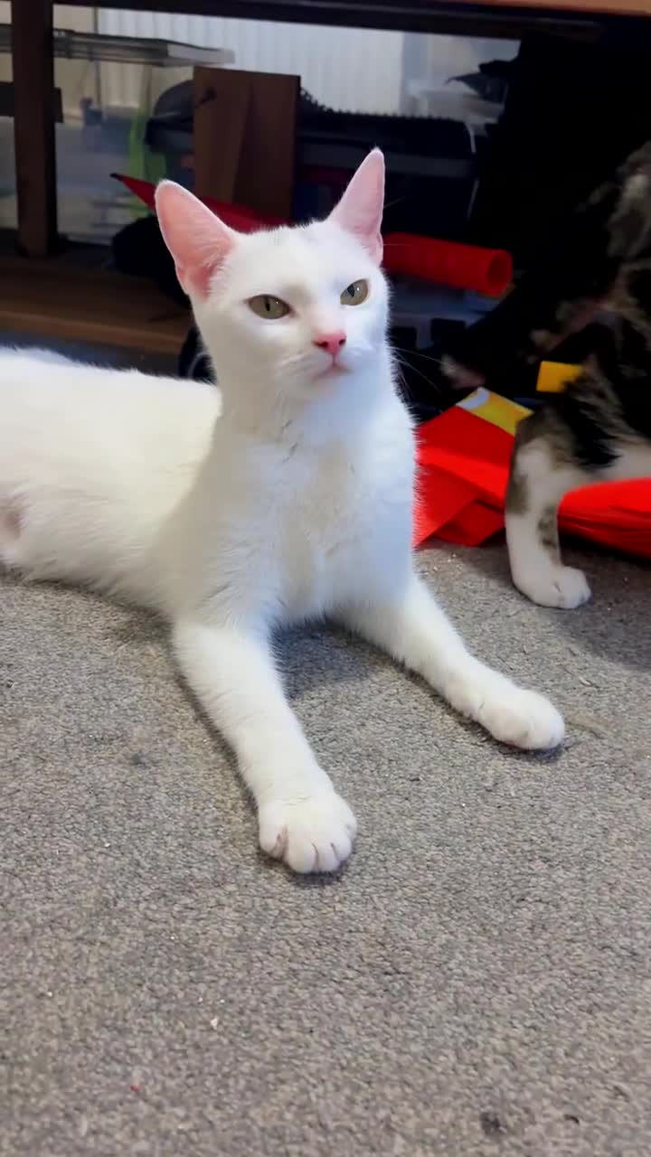Domestic Shorthair cats for sale: Turkish angora/siamese X Torbie kittens  - Video 2