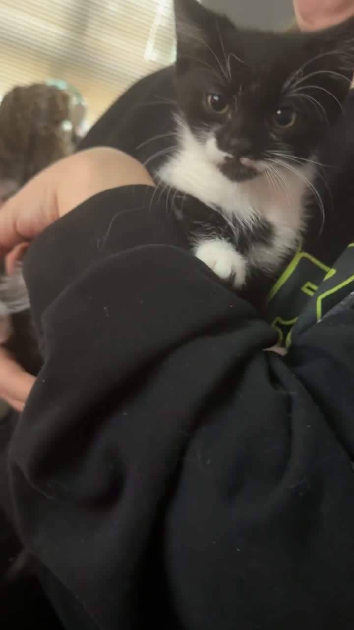 Mixed Breed cats for sale: 4 adorable kittens - Video 3