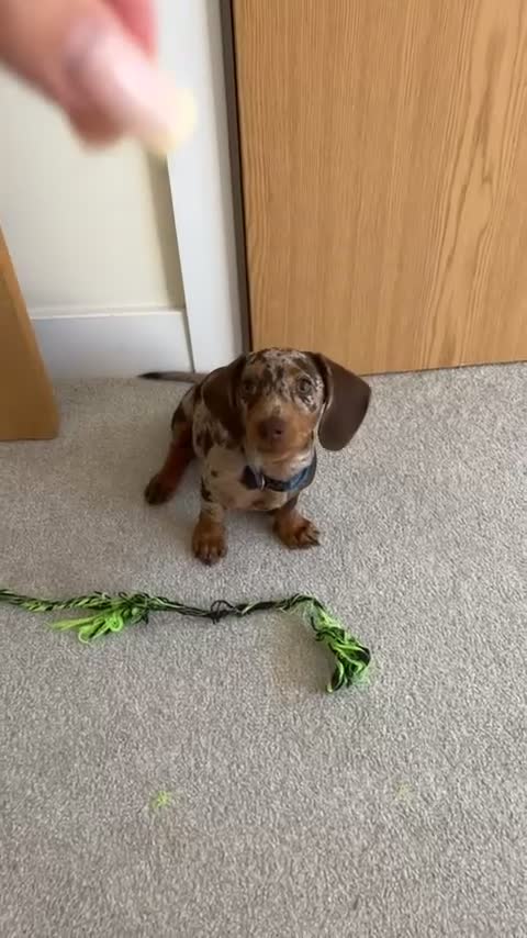 Dachshund dogs for sale: Last female miniature dachshund  - Video 1