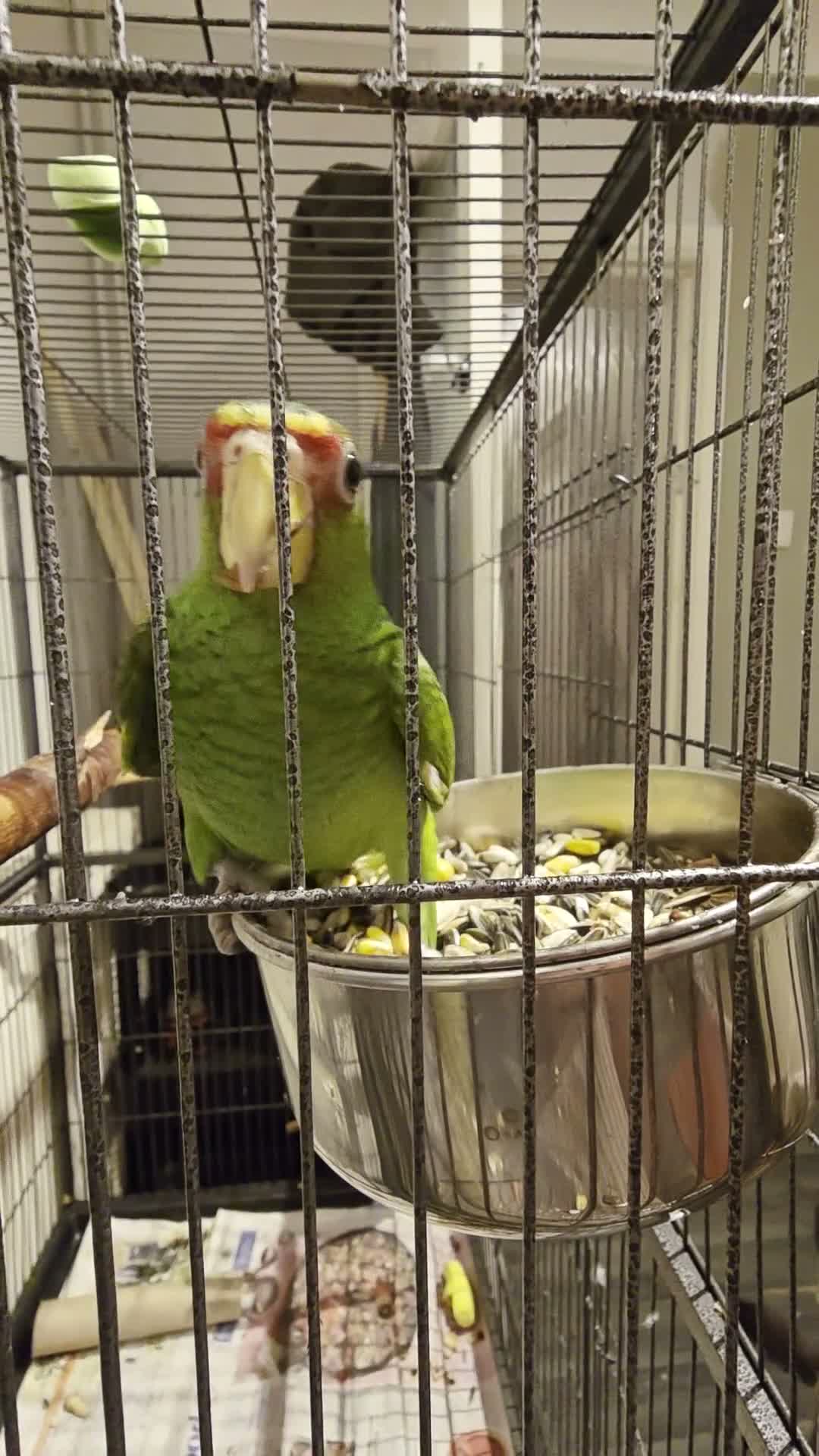 Parrots birds for sale: Baby White Fronted Amazon Parrot Hand Reared - Video 2