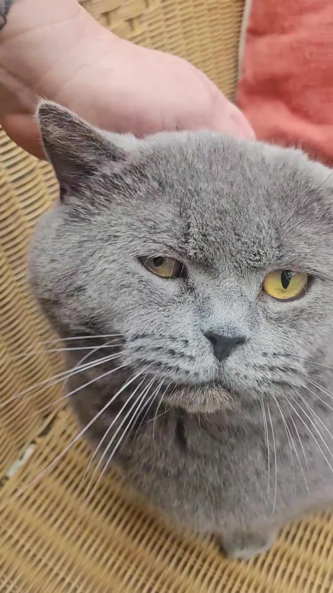 British Shorthair cats for sale: BLUE Boy - Video 1