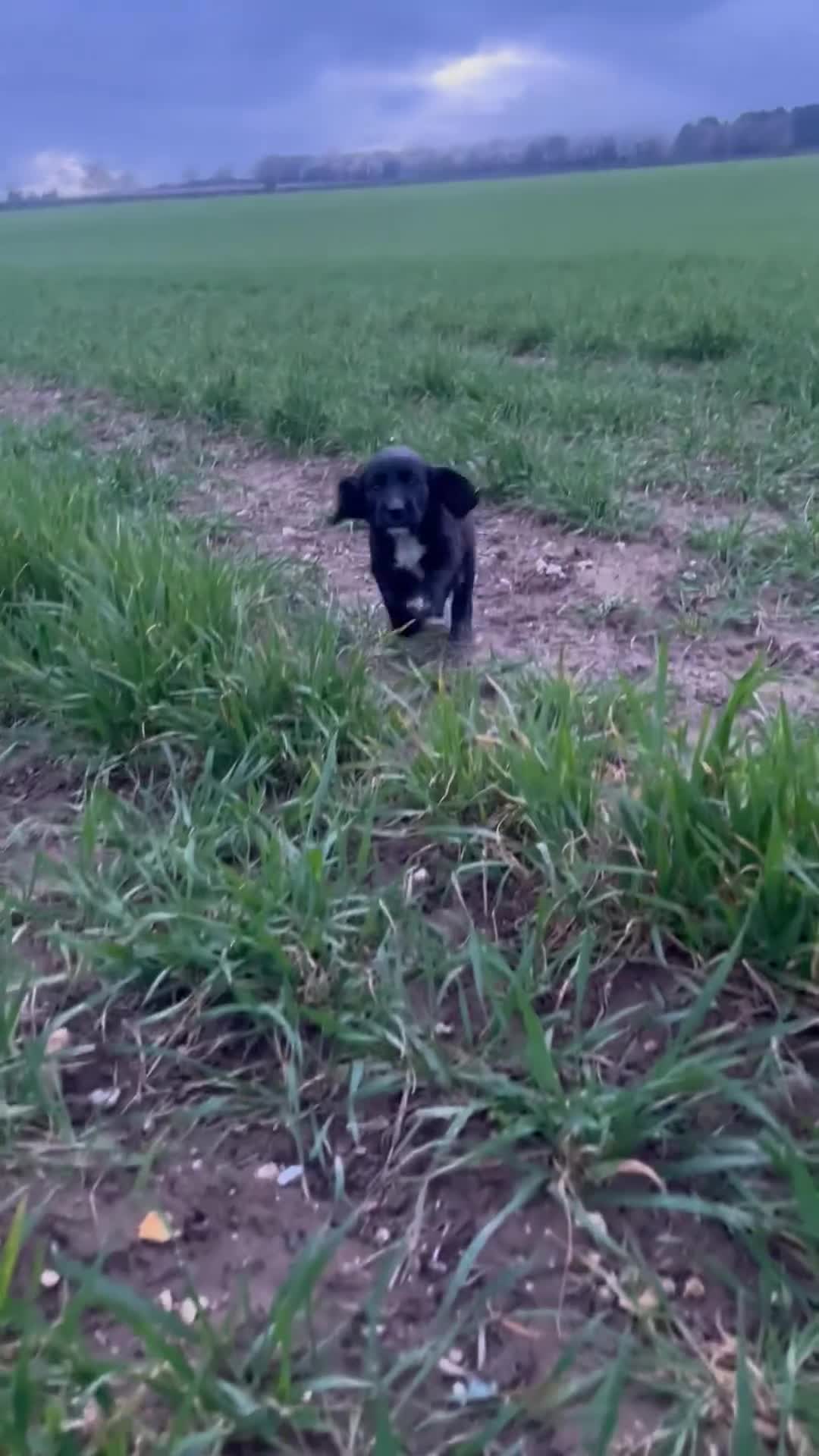 Cocker Spaniel dogs for sale: Cocker spaniel  - Video 1