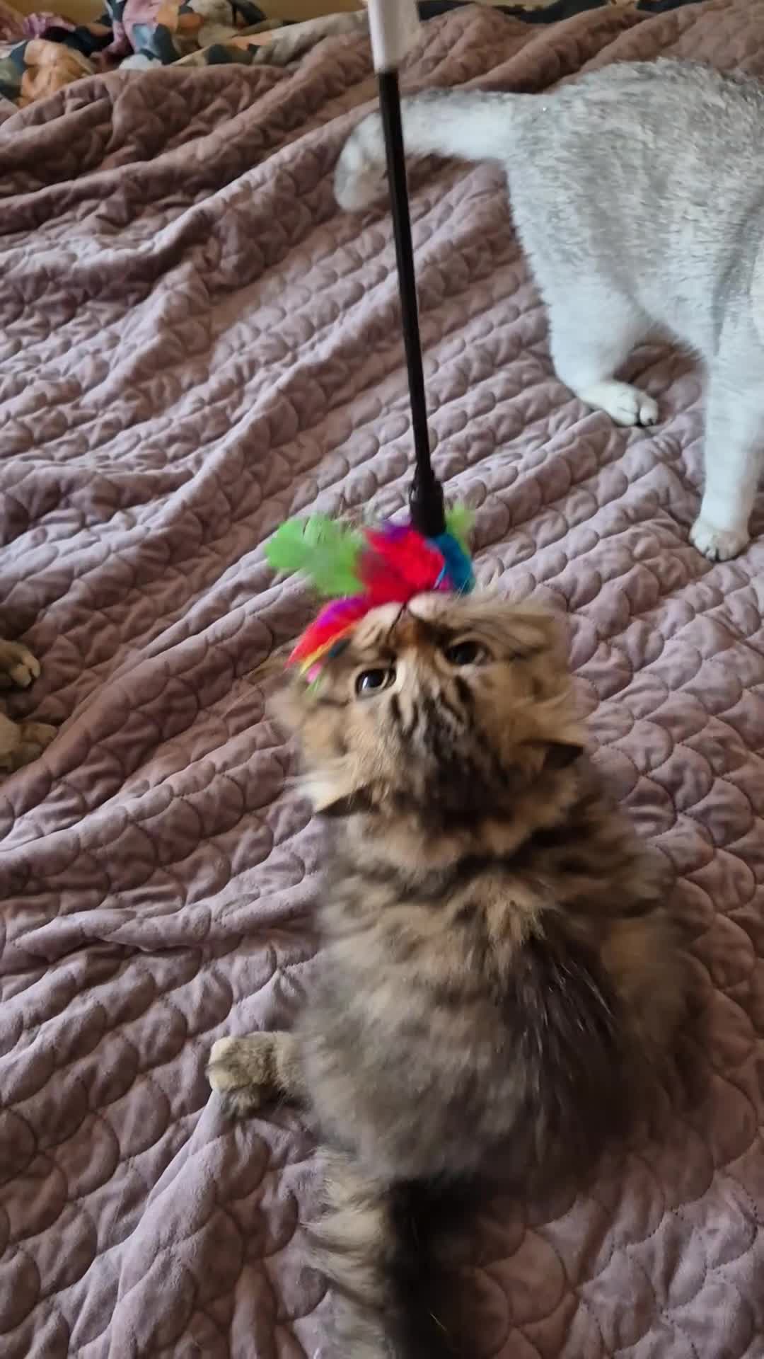 Scottish Fold cats for sale: 2 boys left! TICA registered Scottish Fold - Video 5