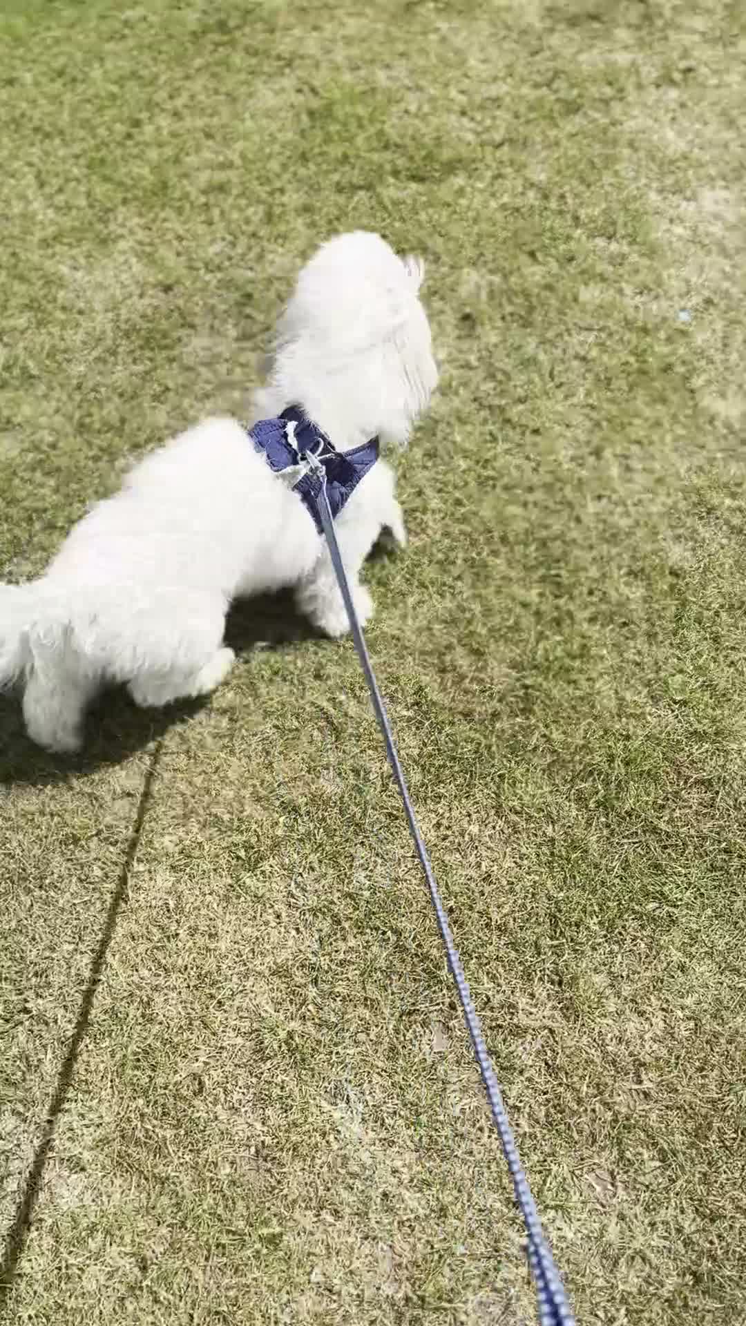 Coton De Tulear dogs for sale: Meet Our Lovely Boy – A Loving Companion - Video 1
