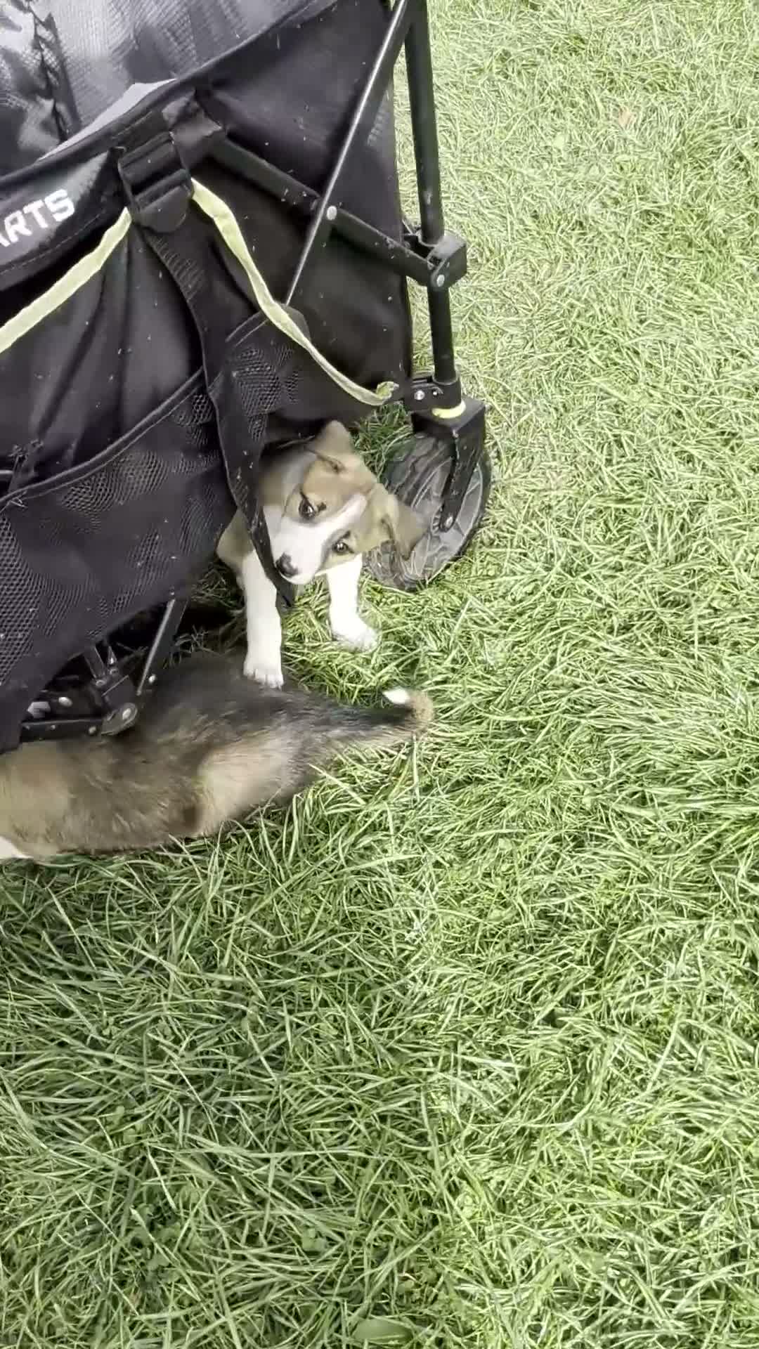 Mixed Breed dogs for sale: Collie/Lurcher puppies for sale - Video 1