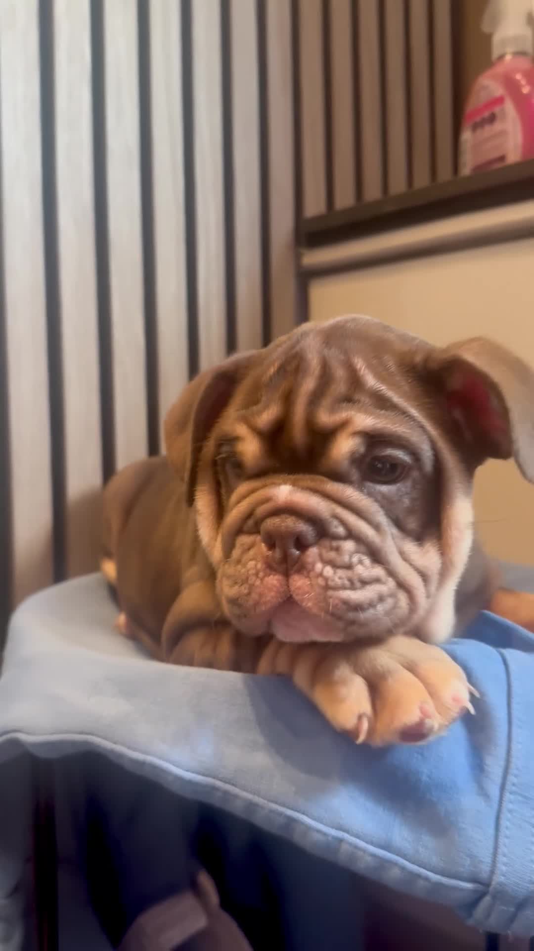 English Bulldog dogs for sale: English Bulldog Female  - Video 1