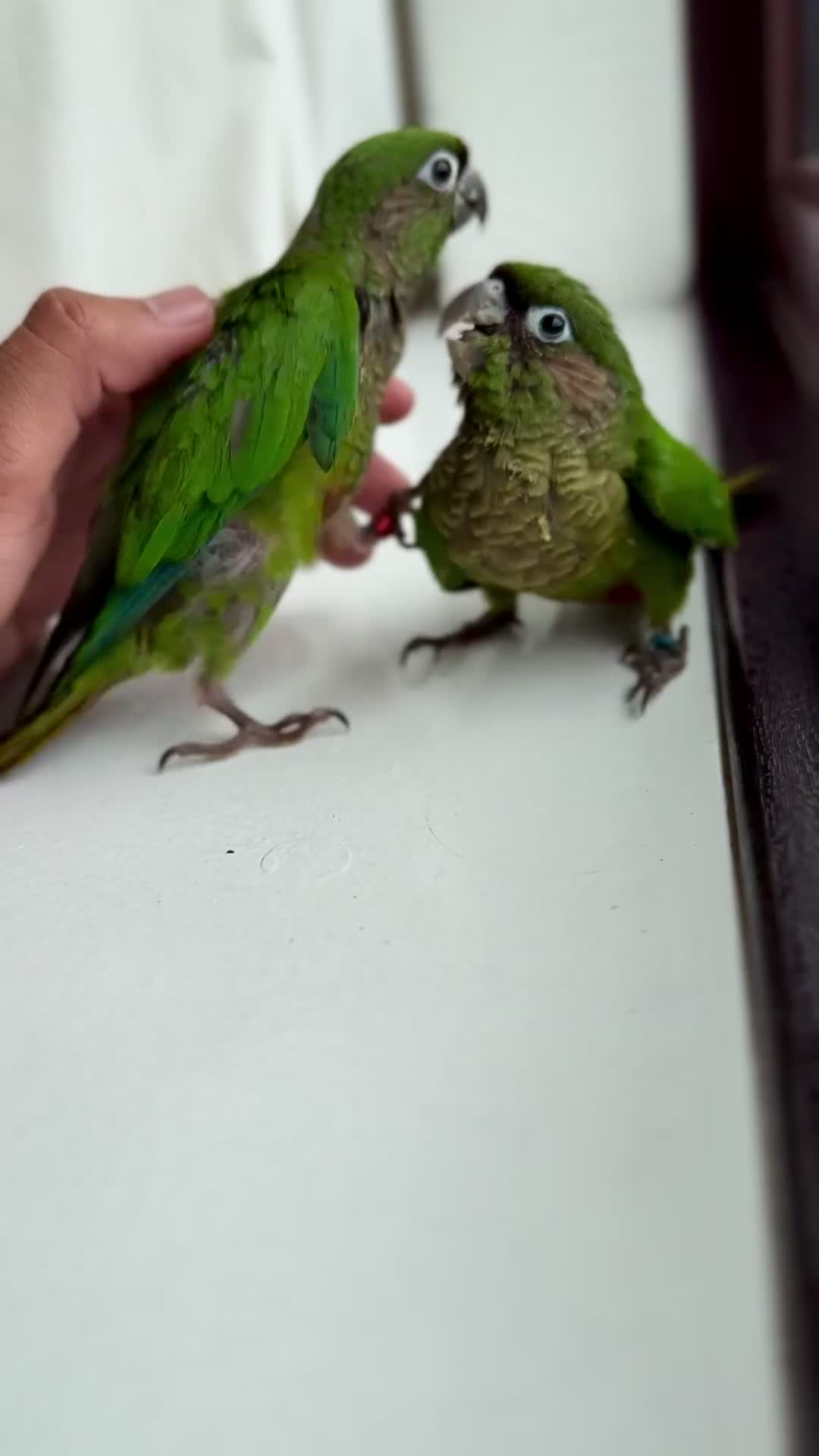 Parrots birds for sale: Adorable Hand-Reared Baby Conures – 10 Weeks Old - Video 3