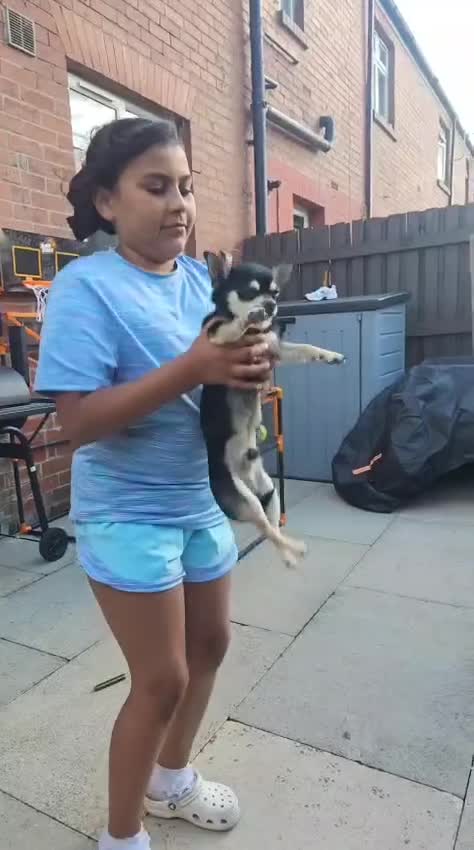 Chihuahua dogs for stud: Stud services - Video 1