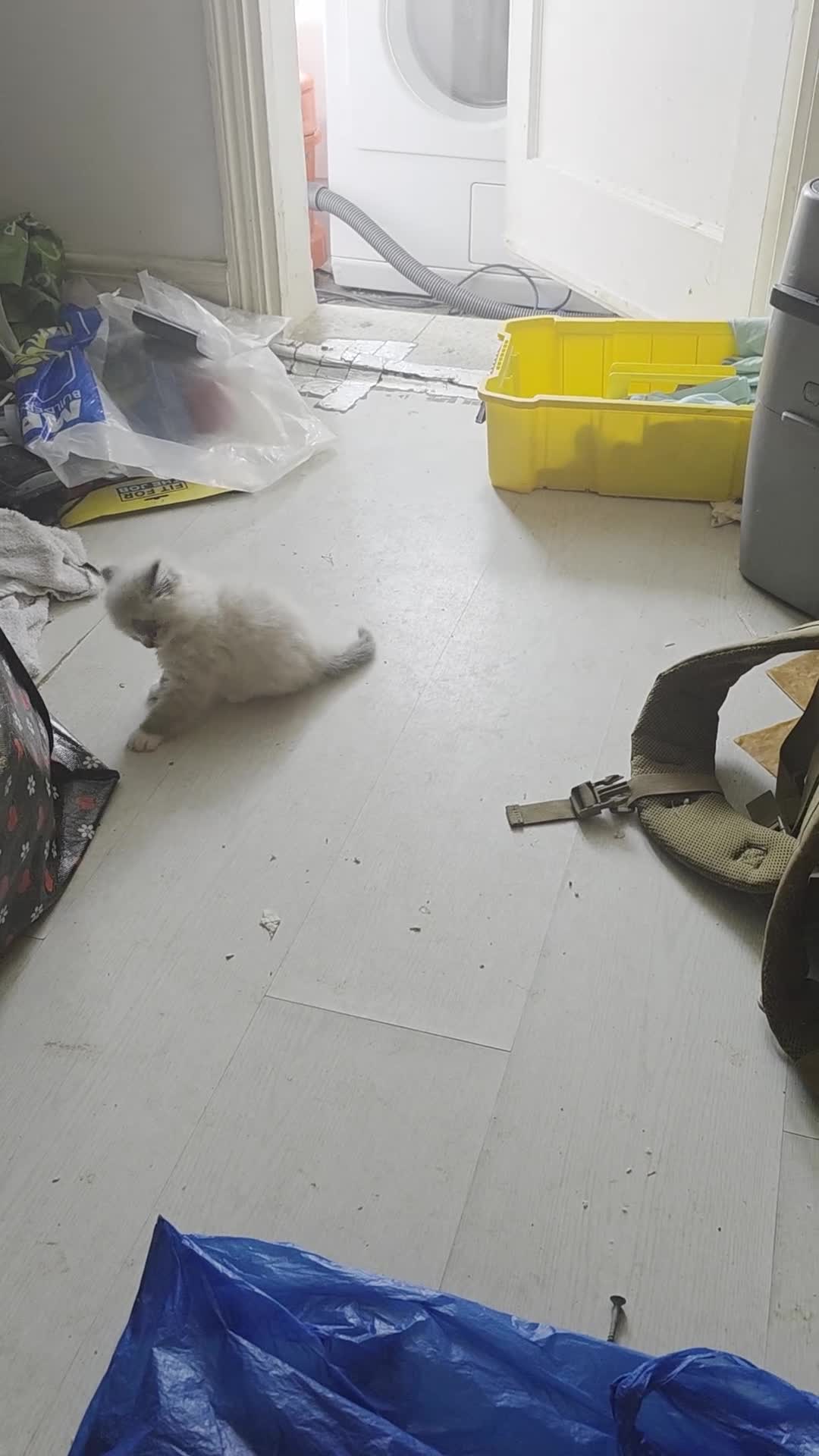 Siberian cats for sale: Siberian Kittens Super Friendly 💕🐾 - Video 3