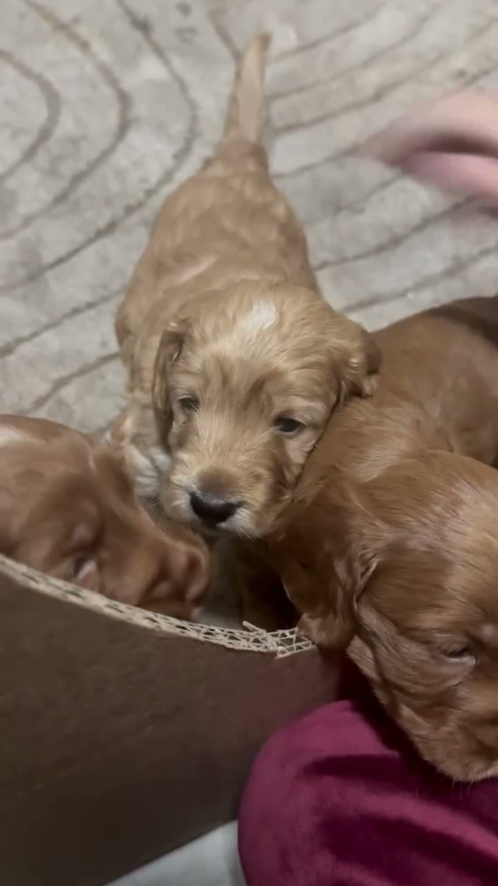 Cockapoo dogs for sale: F2 Cockapoo Puppies - Video 1