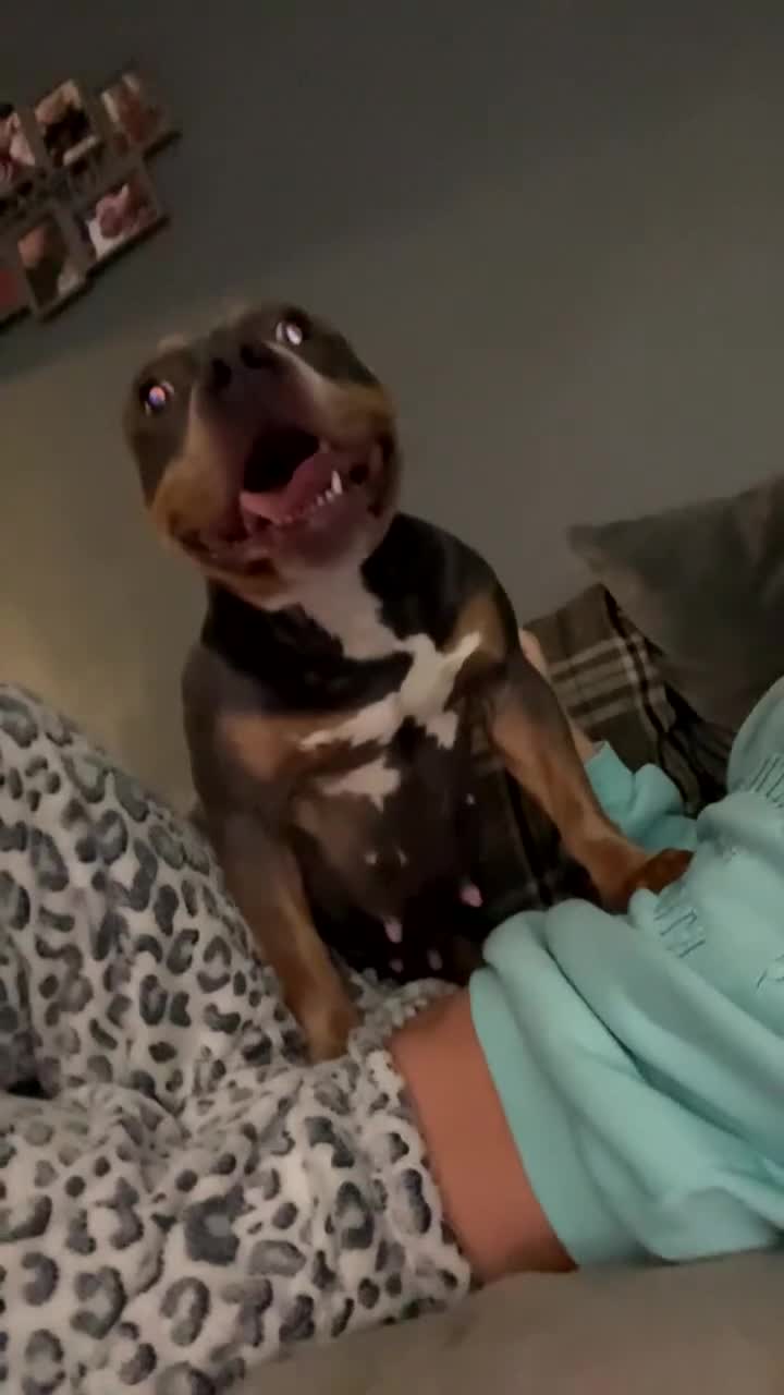 American Bully dogs for sale: Xena  in Leigh - Video 1