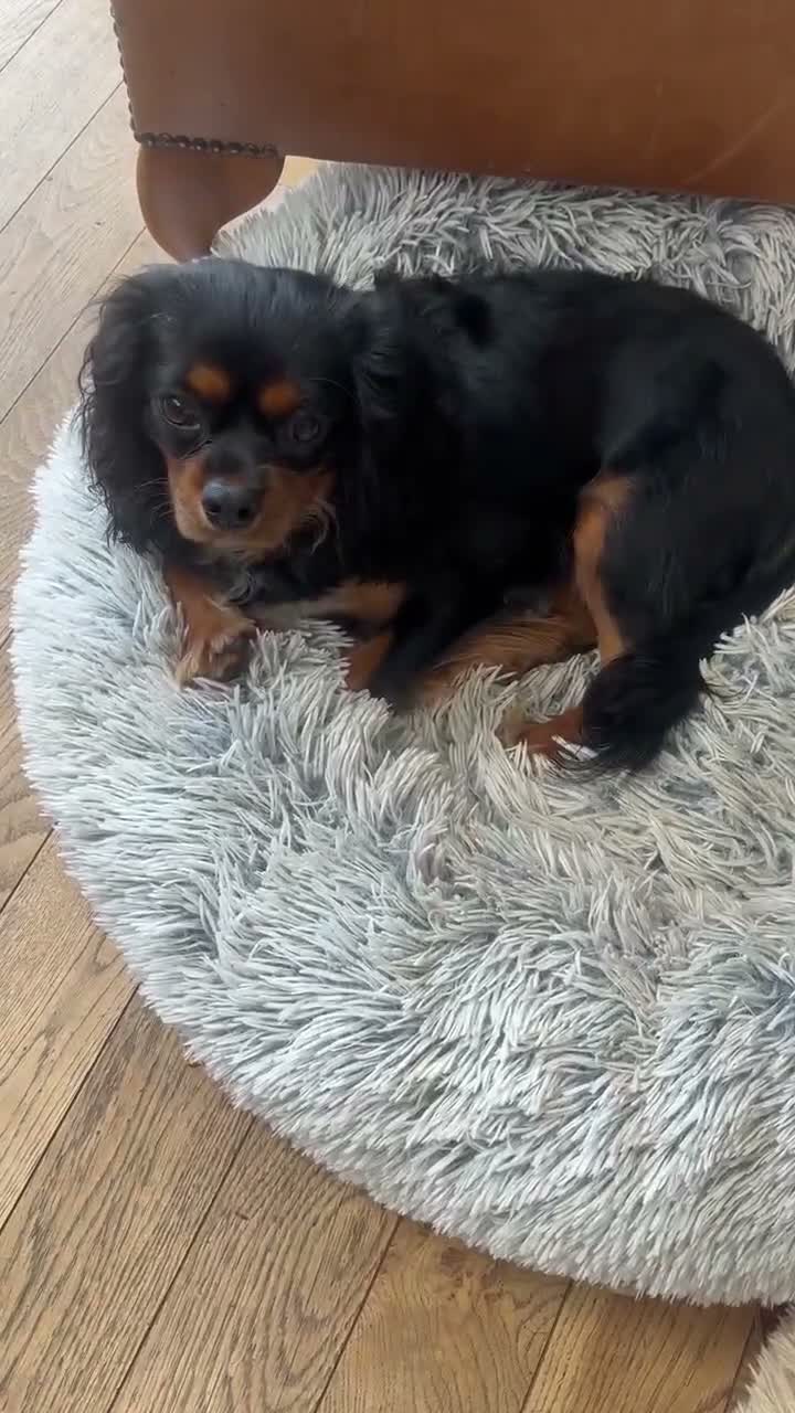 Cavalier King Charles Spaniel dogs for sale: 1-Year-Old Black & Tan Cavalier King Charles - Video 1