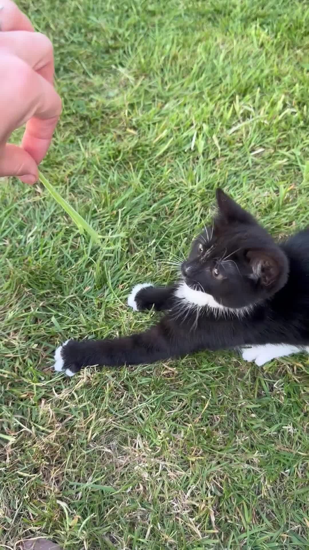 Mixed Breed cats for sale: Female kitten ready to go  - Video 1