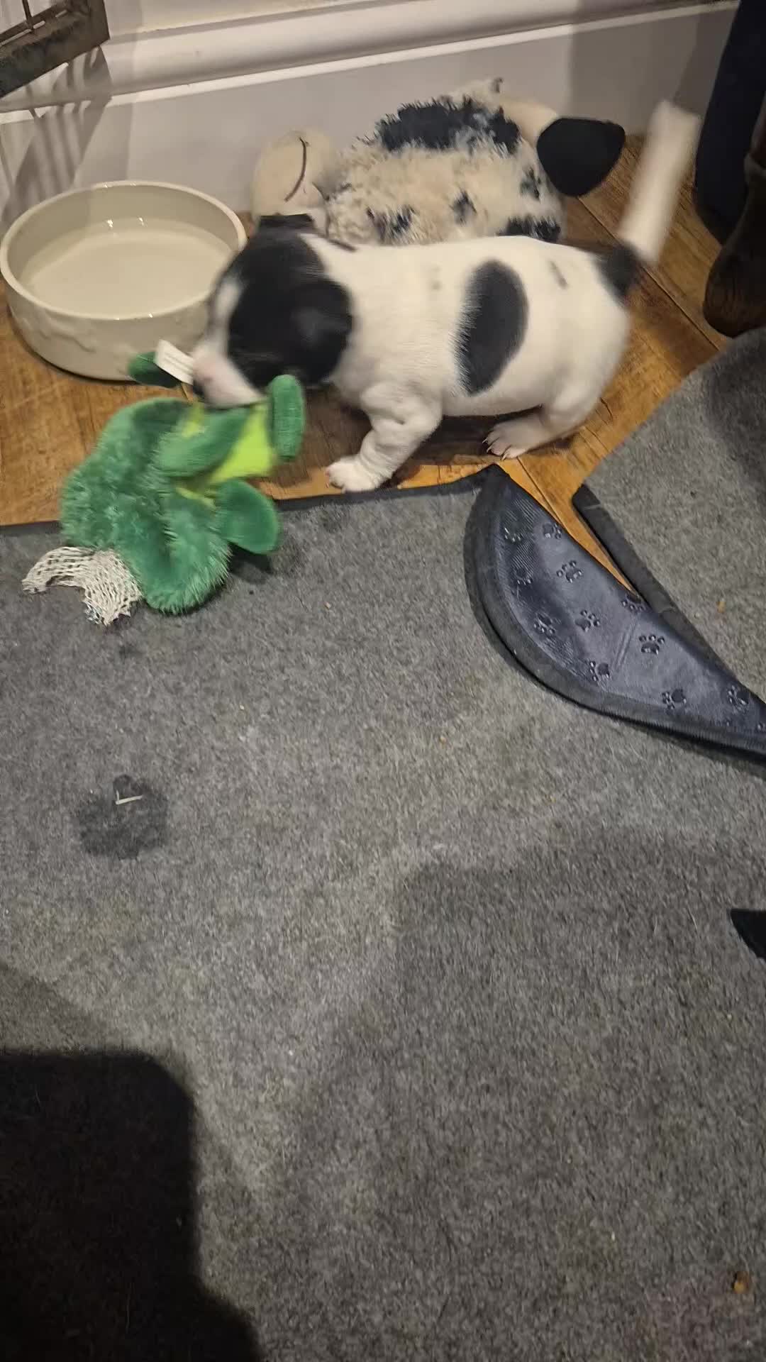 Jack Russell dogs for sale: Jack russell pups for sale - Video 1