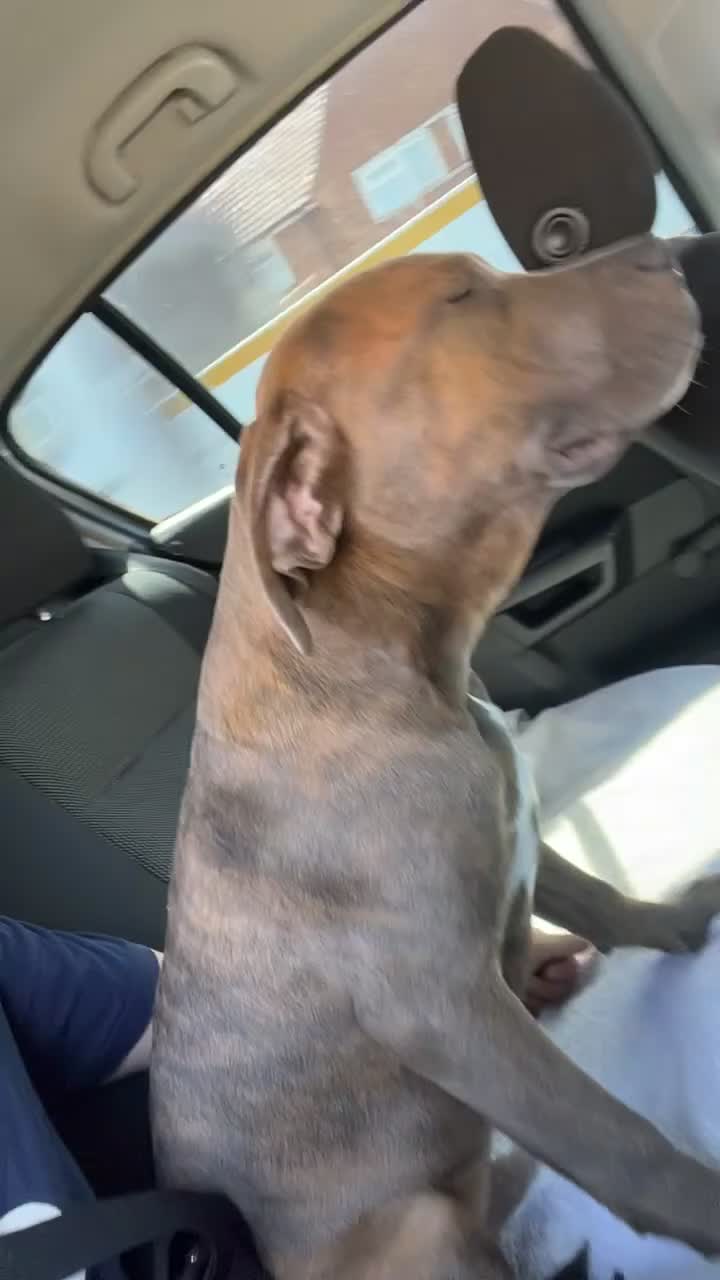 Mixed Breed dogs for sale: Roco  in Harrow - Video 1