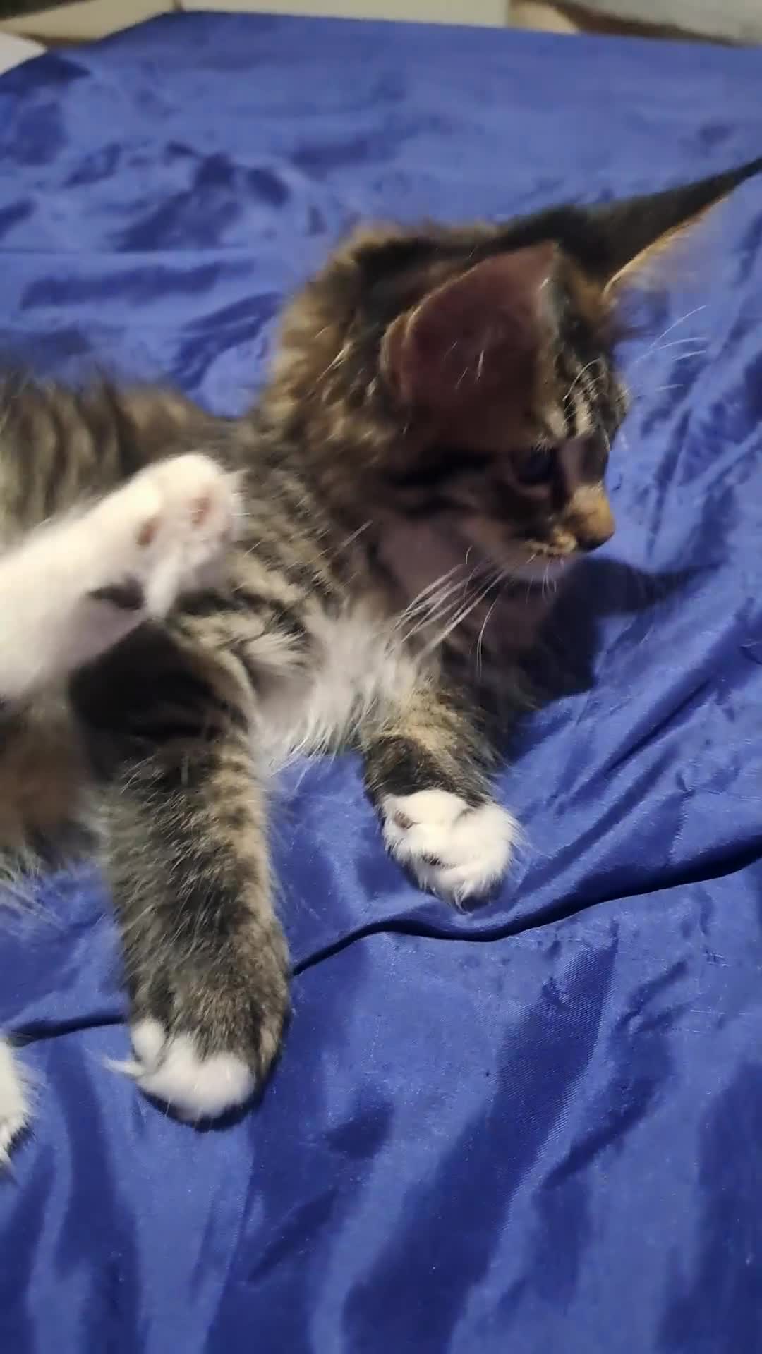 Maine Coon cats for sale: Maine Coon Kittens for Sale - Video 1