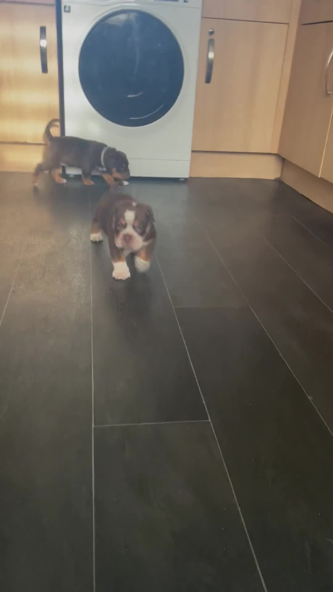 Olde English Bulldogge dogs for sale: NEBBR registered Olde English bulldogge puppies - Video 1