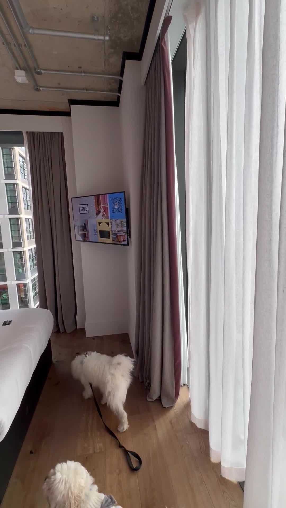 Mixed Breed dogs for sale: Maltese/bichon. - Video 2