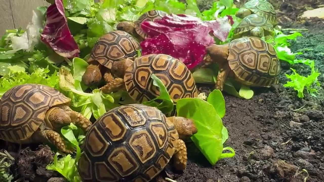 Tortoise reptiles for sale: BABY LEOPARDS & SET UPS - Video 1
