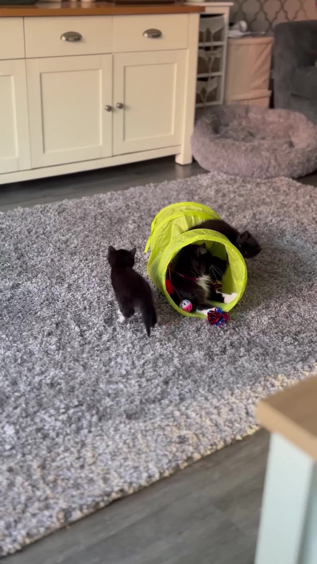 Mixed Breed cats for sale: 4 beautiful kittens - Video 1