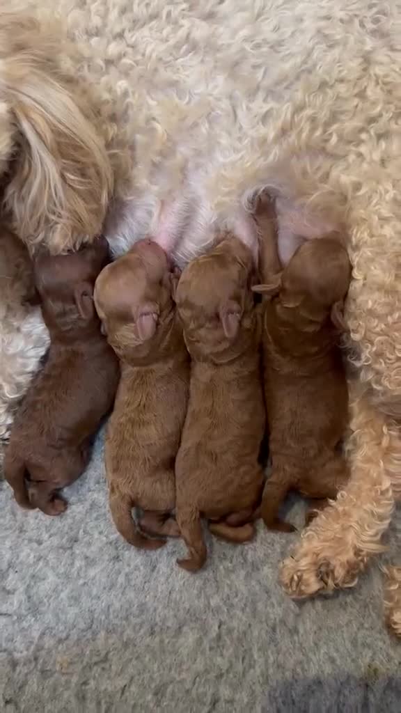 Toy Poodle dogs for sale: Tiny dark red Toy poodles in Waltham Cross - Video 1