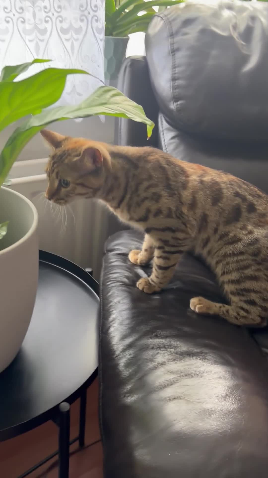 Bengal cats for sale: Bengal girl microchipped and neutered  in Harrow - Video 2