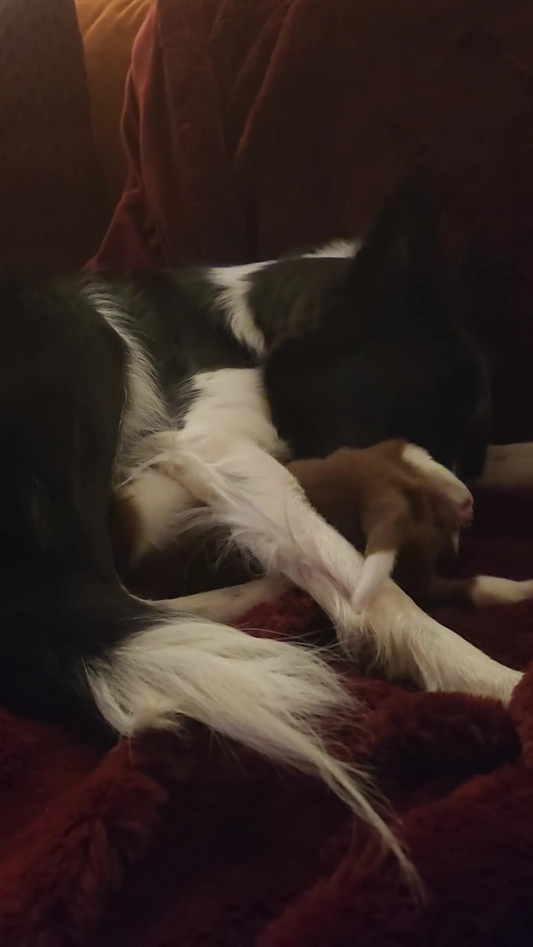 Border Collie dogs for sale: Beautiful Border Collie Puppies - Video 1