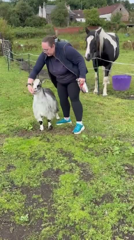 Goats livestock for sale: Two Pygmy goats seeking a new home in Denny - Video 2