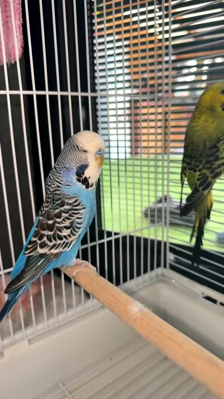Budgerigars birds for sale: 2 Adults  - Video 1